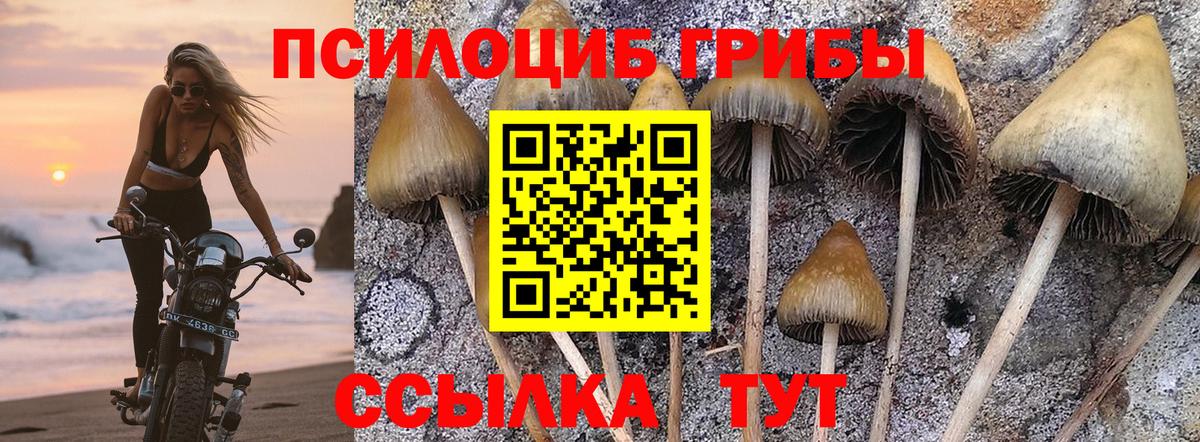 Псилоцибиновые грибы GOLDEN TEACHER Кемерово